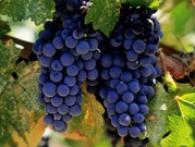 Винный сорт винограда оптом цена 20 руб.