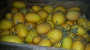 Дыня Колхозница оптом из Краснодарского края