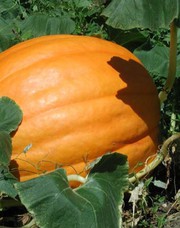 Тыква оптом от производителя.