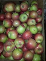 Предлагаю ЯБЛОКИ оптом