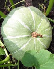 Тыква Самсон оптом от производителя.