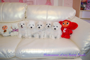 Щенки Бишон-Фризе от питомника