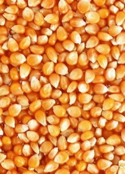 Надоели мошенники? Мы - честно продаем зерновые и кормовые культуры -