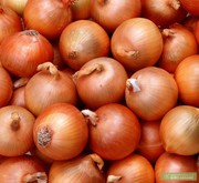 Лук репчатый оптом от изготовителя.Звони!