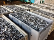 продам азовская соленая хамса