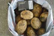 Картофель оптом 5+