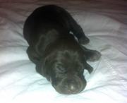 Щенки Курцхаар