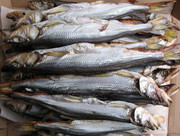 корюшку вялено-сушеную своего производства,  размер 25+