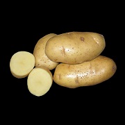 Элитный семенной картофель от производителя