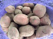 Картофель оптом от производителя.