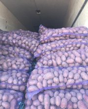 Продажа картофеля отличного качества с хозяйства