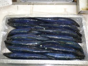 Сельдь олюторская