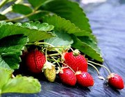 Укрывной материал для грядок,  для теплиц