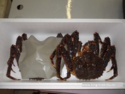 Мясо краба продажа оптом и в розницу по всей России.