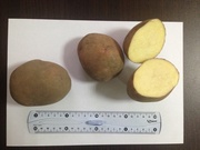 Картофель от производителя