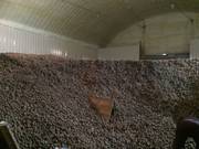 Семенной картофель от производителя