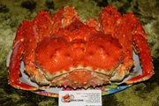 Краб королевский камчатский, опилио, синий, ангулятус, живой, варено мороженный, целый, разделка .Доставка по РФ, Казахстану, Беларуссии.