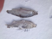 Омуль, муксун, нельма! Экологически чистая, вкусная и очень полезная!