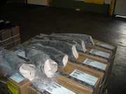 чурная треска, купить черную треску, сибас, чилийский сибас, клыкач, тюрбо,