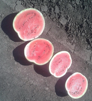 Продам Арбуз