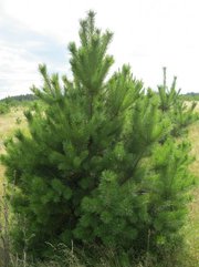 Приобрести новогодние ели и сосёнки можно у нас!