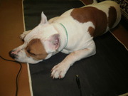 электроковрик для животных