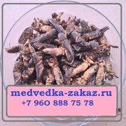 Медведка китайская