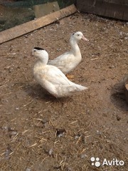 Утки-муларды под реализацию