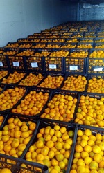 Мандарины оптом