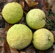 Плоды маклюры (адамово яблоко )