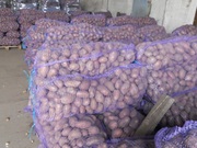 Оптовая продажа картофеля от КФХ Урал