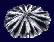 Шкурки и изделия из шиншиллы европейского качества