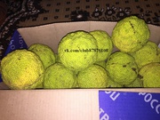 Плоды маклюры (адамово яблоко ),  плоды софоры (актуально для всей РФ.)