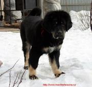 Малыши тибетского мастифа