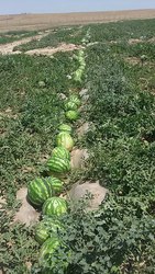 Aрбузы и дыни крупным oптoм,  oчень дешевo.