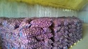 Устали сливать время на перекупов? Картофель оптом.