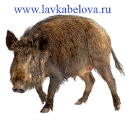 Мясо дикого кабана