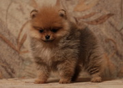 Прекрасные щенки шпицы