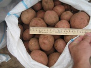 Картофель Леди Розетта и Винета