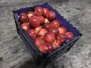 Нектарины из Сербии оптом в наличии на складе в Москве