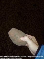 Картофель с хранилища, продовольственный молодой