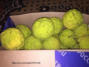 Продам плоды маклюры, лично выращены