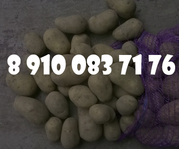 Картофель оптом по 6.50 руб/кг