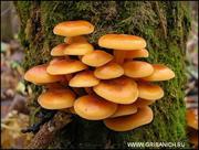 Семена домашних опят.