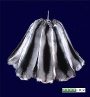 Мех шиншиллы европейской выделки