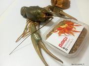 Живые раки,  крабы морепродукты в Тюмени