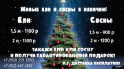 Ели и сосны на Новый Год!