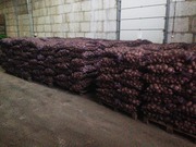 Картофель оптом из Беларуси от 7 р/кг