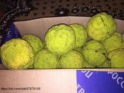 Маклюра плоды (адамово яблоко),  готовая настойка,  мазь