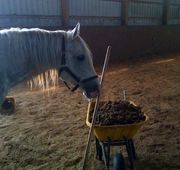 Высококачественный конский навоз по выгодным расценкам предлагает купи